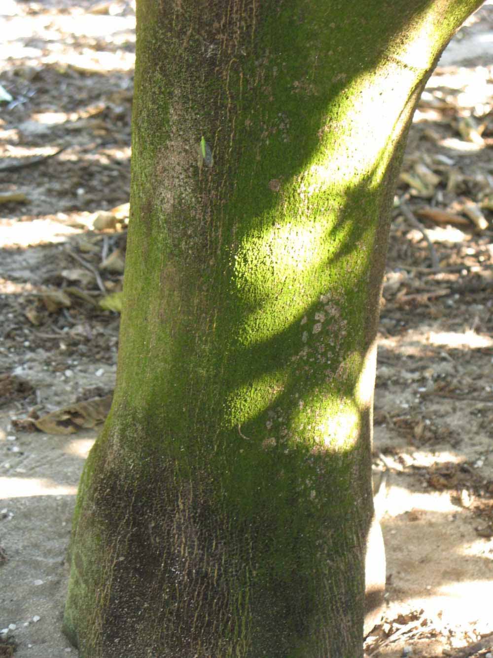              Bark (Winter Haven, FL)       